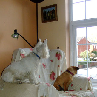 Dog Home Boarding Recommendation Staines Surrey 8